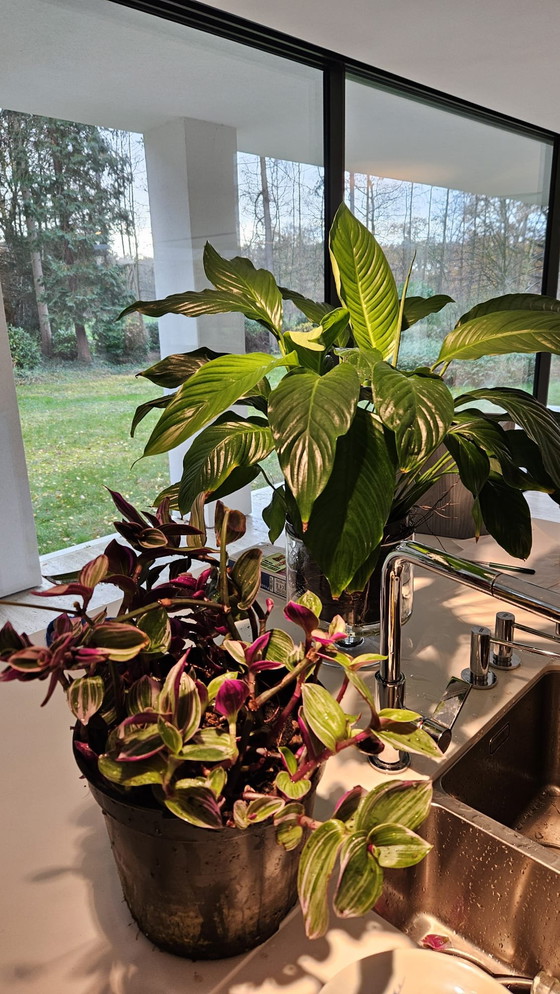 Image 1 of Große, schöne Pflanzen als Ersatz für das Weihnachtsgrün