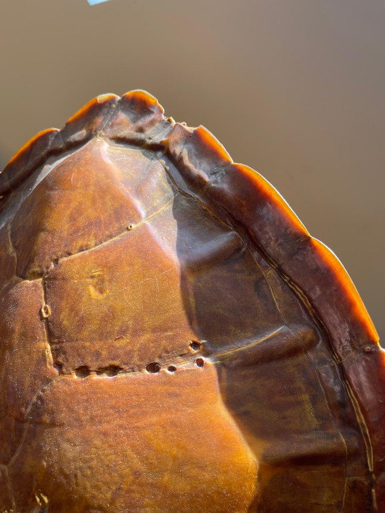 Image 1 of Zeldzame antieke lamp van echt schildpadschild - een echt verzamelobject