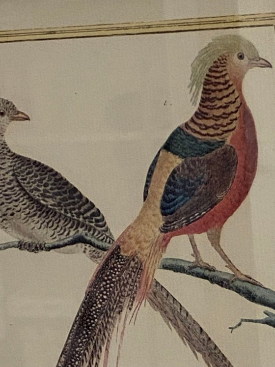 Image 1 of Engraving, Drawing, Sketch: Pair of Chinese Golden Pheasants by François-Nicolas Martinet
