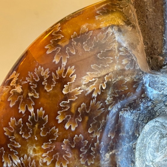 Lampe vintage Hollywood Regency Ammonite en laiton doré et bois laqué noir de Maison Jansen, 1970 (photo 7 of 19)