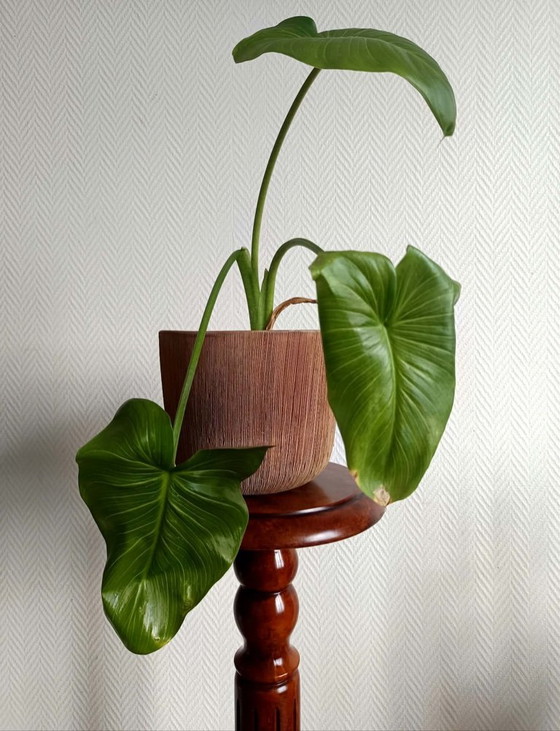 Sellette colonne en bois teinté mouluré – Objets déco (photo 2 of 6)