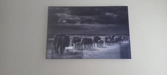 Image 1 of foto acrys Laurent Baheux steekt de vlakte over