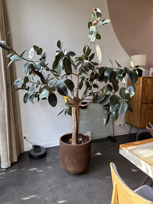 Grand ficus dans un pot à l'état brut