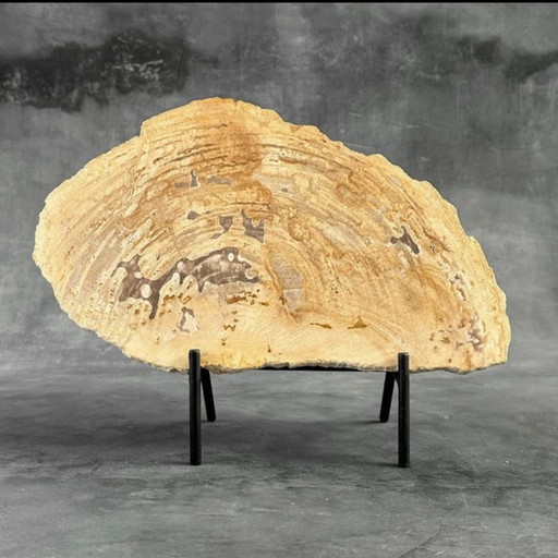 Madera fosilizada de Sooka, soporte hecho a medida (nuevo)
