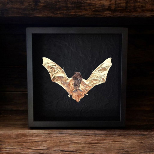 Genuine bat 23kt gold plated taxidermy artwork in frame