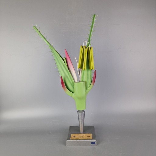 Vintage Botanical Model of Rye (Secale Cereale) - Brendel / PHYWE - Educational Scientific Model - ca. 1960s