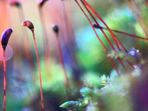 Art photo Rouzbeh Tahmassian