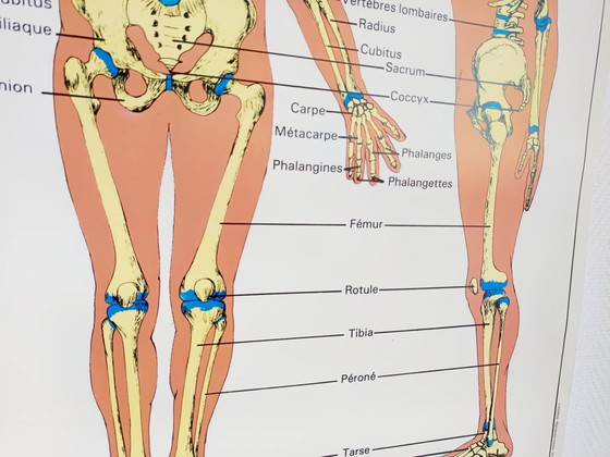 Image 1 of Vintage schoolposter "Gewervelde dieren