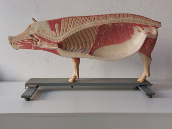 Image 1 of Modèle anatomique ancien de porc à visée pédagogique, Louis Meusel, Sonneberg