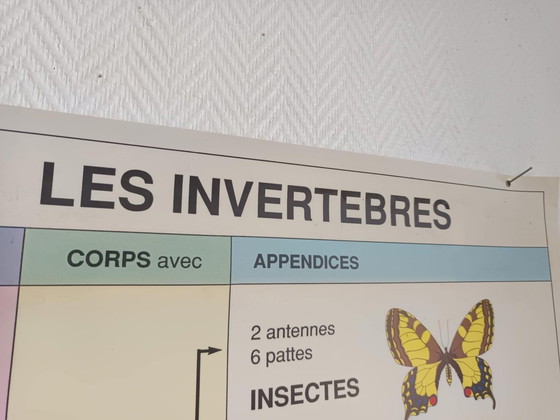 Image 1 of Vintage poster for schools Invertebrates