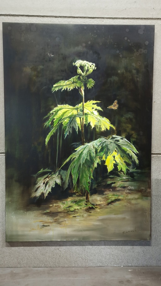 Botanical painting Cow Parsnip