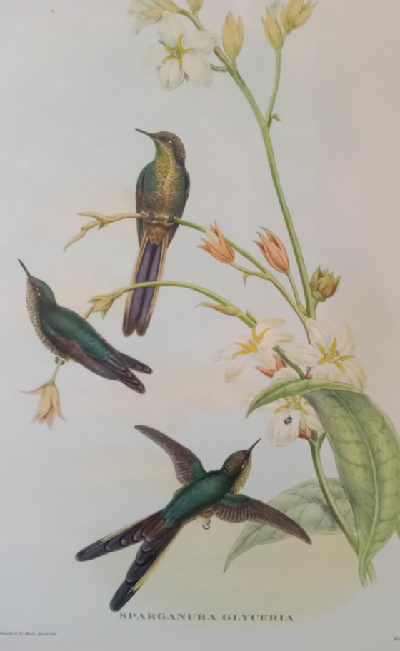 Image 1 of John Gould, Sparganura Glyceraia