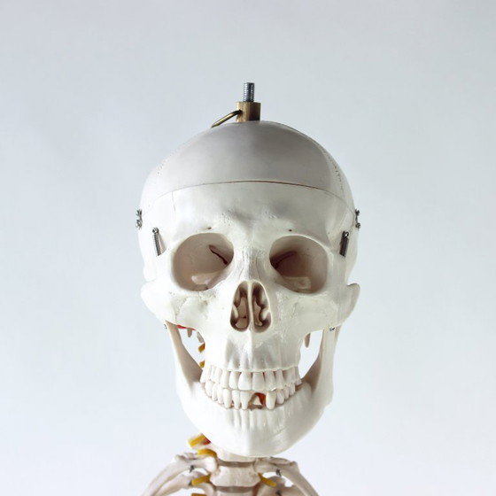 Image 1 of Freestanding Vintage Human Skeleton Anatomy Model, Czechoslovakia 1980s