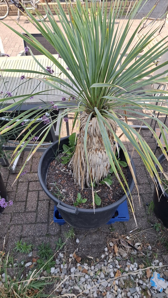 Image 1 of yuca in vaso