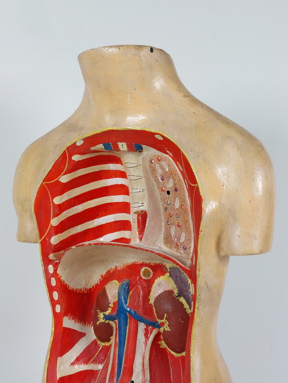 Image 1 of Vecchio modello anatomico didattico, gesso Phywe, torso anni '40