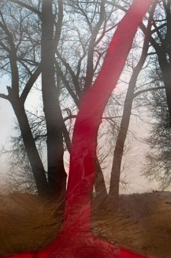 Image 1 of Dromen in het Bos 