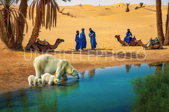 Image 1 of Fotografia stampata e incorniciata / cornice decorativa / Edizione limitata / Firmata / Orsi nel deserto