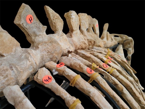 Image 1 of Large 2.80m Mosasaur Skeleton - Museum Quality 3D Mount - Prehistoric Fossil Art