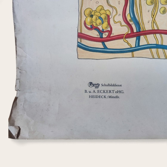 5 anatomische posters uit het midden van de 20e eeuw / Rudolf Tupy – Paper (photo 14 of 15)