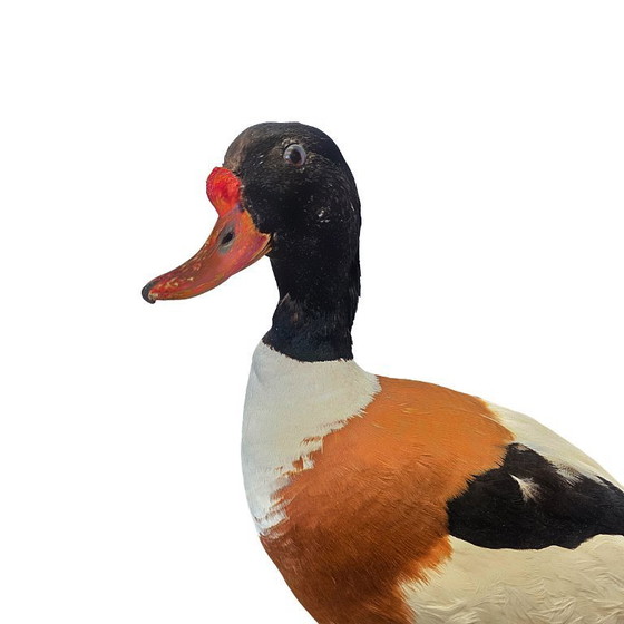 Image 1 of Ausgestopfte Brandgans auf einem Natursockel, frühes 21. Jahrhundert