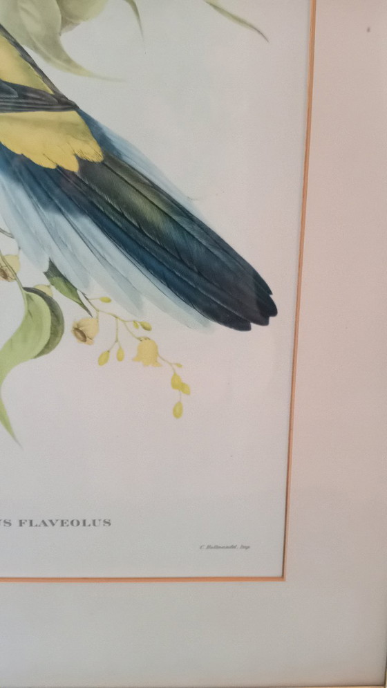 Image 1 of John Gould, Platycercus Flaveolus