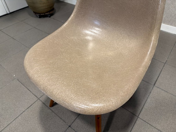 Herman Miller | Eames | DSW | Fibre de verre gris-beige | 4 pièces – Chaises de salle à manger, Metal, Wood (photo 8 of 13)