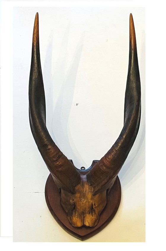 Image 1 of Afrikaanse Trofee -  Vintage Bosbok Antilopehoorns  