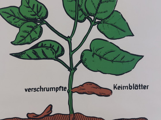 Image 1 of Vintage teaching aid roll-up chart biology bean plants