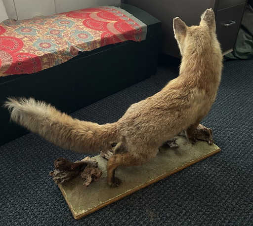 Renard empaillé - Taxidermie