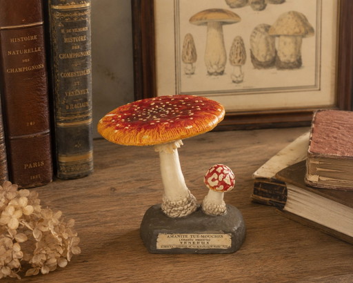 Vintage Deyrolle Vliegenzwam Paddestoel Model – Amanita Muscaria