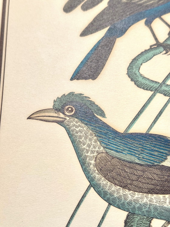 Image 1 of Lithographie ornithologique ancienne, Georges-Louis Leclerc, années 1920, imprimée par Weissenbruch S.A.