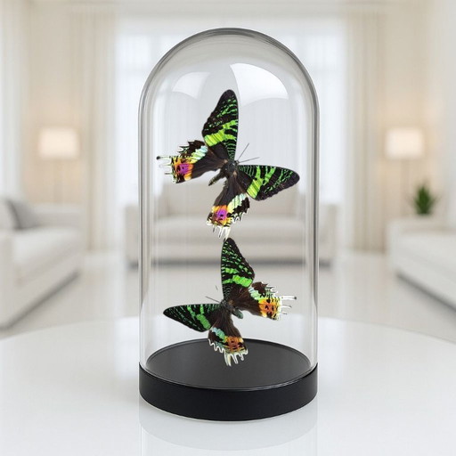 Echte Urania-Ripheus-Schmetterlinge unter einer Glaskuppel – limitierte Auflage
