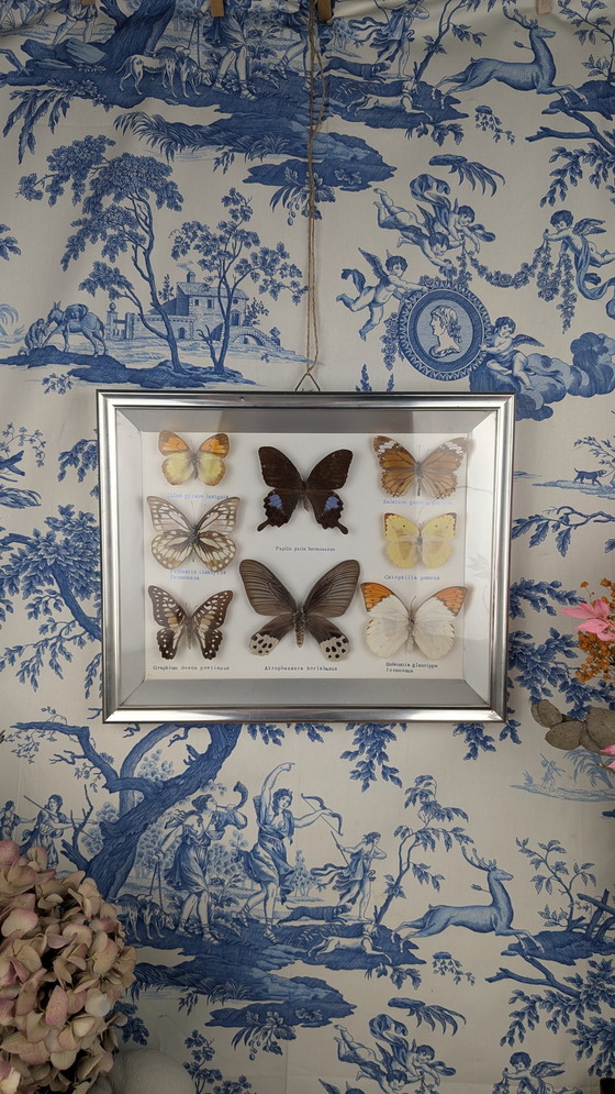 Image 1 of Butterfly Entomology Taxidermy Display Cabinet de Curiosité