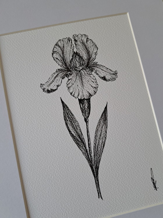Image 1 of Illustration Iris original black frame