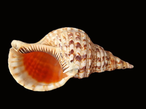 Large triton's horn - Troton shell - Charonia tritonis - 33 cm