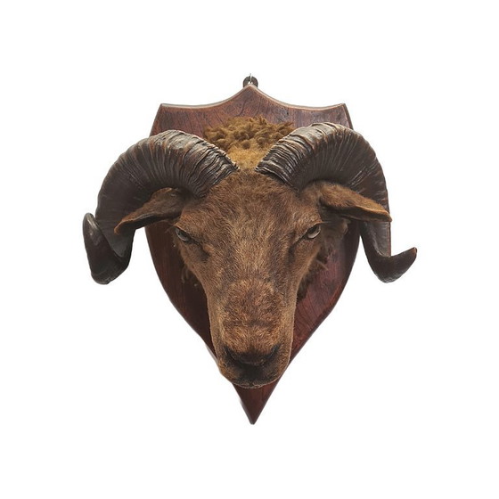 Image 1 of Victoriaans opgezette ramskop op schild, eind 19e eeuw