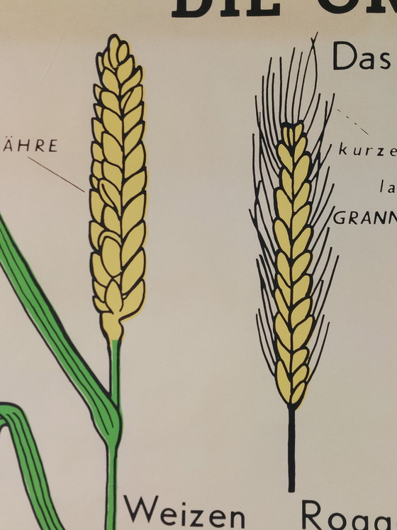 Image 1 of Vintage roll-up map, teaching aid, biology, botany, grasses, wall map