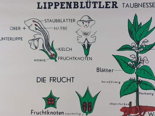 Vintage Rollkarte Lehrmittel Biologie Lippenblüter Pflanzen Wandkarte