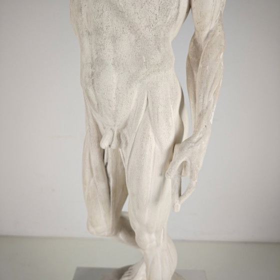 Image 1 of Modello anatomico Écorché – Scultura in gesso