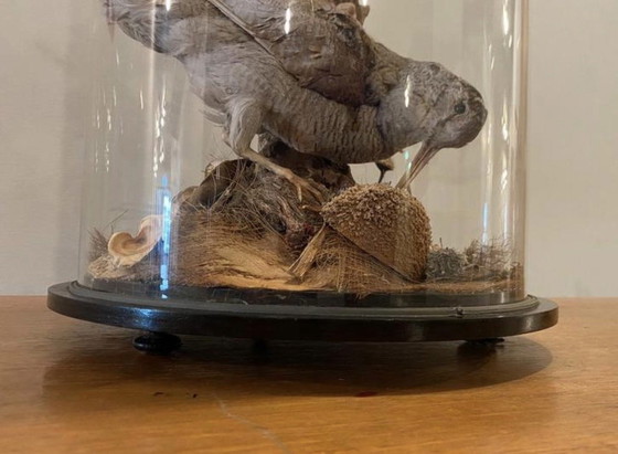 Image 1 of Antike viktorianische, sehr große Glaskuppel mit ausgestopften Vögeln und einem Eichhörnchen aus der Zeit um 1900