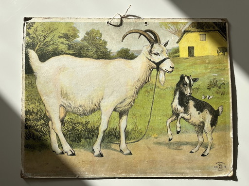 Illustrazione di un antico grafico scolastico, fronte-retro, capra/capretto e mucca/vitello, litografia, vita in fattoria, shabb