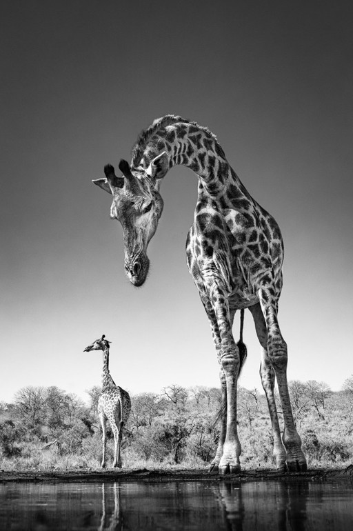 Dali's Giraffe