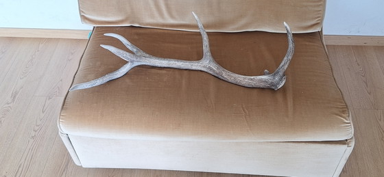Corno di Cervo Rosso – Oggetti decorativi, Other (photo 11 of 15)