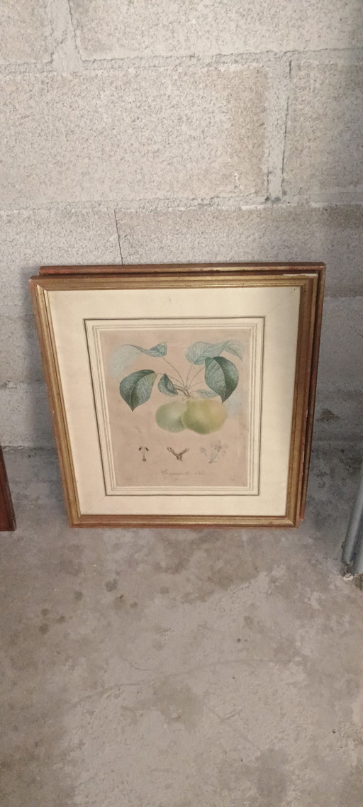 1825 - Gerahmter alter botanischer Bilderbogen - Bergamotte d'Été (19. Jh.)