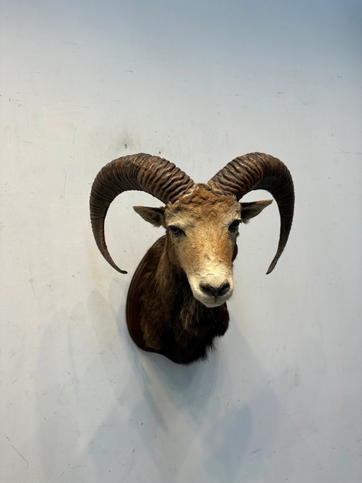 Cabeza de carnero disecada – beeldhouwkunst (photo 2 of 5)