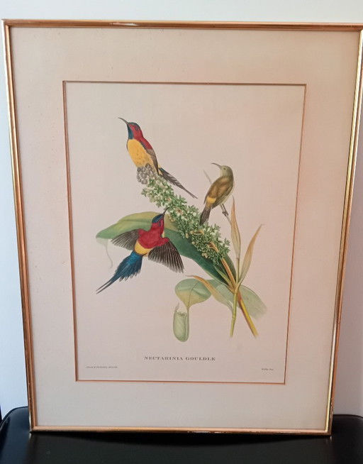 John Gould, Nectarinia Gouldiae