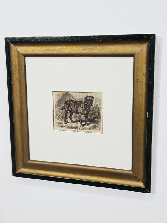 Friedrich Carl Georg Specht, Hund, 1870, Original Holzschnitt, Gerahmt – Lithographien & Drucke (photo 8 of 9)