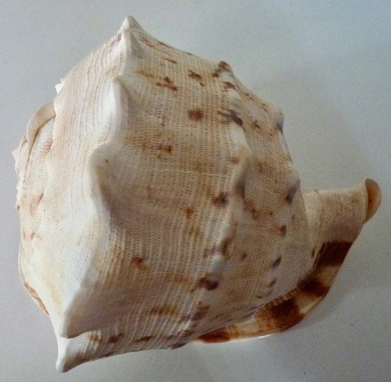 Image 1 of Cassis Cornuta (conchiglia di timone) grande, 22 cm.