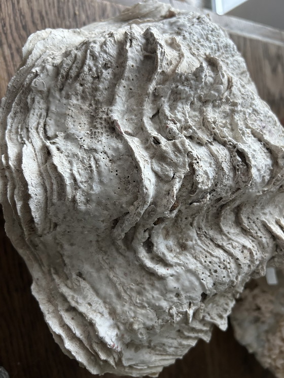 Image 1 of Riesenmuschel "Tridacna gigantea"