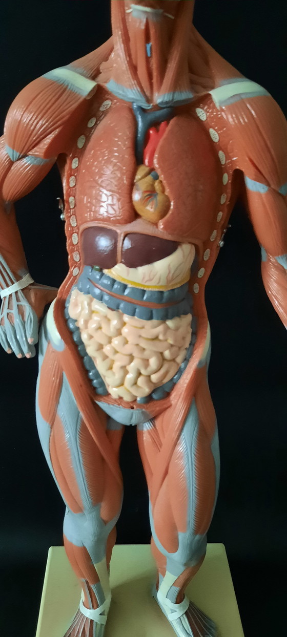Image 1 of Modello anatomico d'epoca del corpo umano